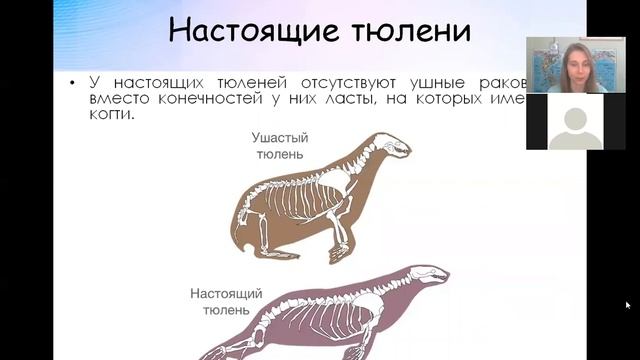 Кто такие ластоногие? Лекция про тюленей и моржей смотреть онлайн