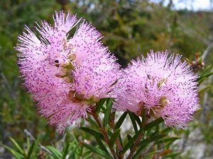 Ф. Шопен. Ноктюрн № 19.