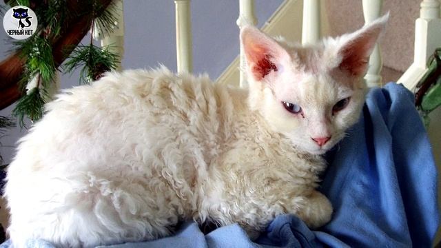 ✔ Девон-рекс - симпатичная кудрявая кошка смотреть онлайн
