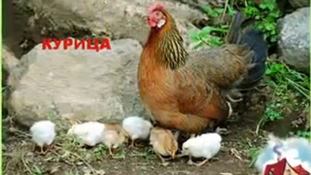 Домашние животные в стихах Малышам в науку! смотреть онлайн