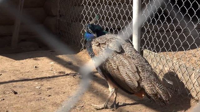 ДУКОРА 2с ЦЕНЫ ДОСТУПНОСТЬ СТРАУСЫ ДУБ НОЧЕВКА DOSTUP DISABILITY на КОЛЯСКЕ смотреть онлайн