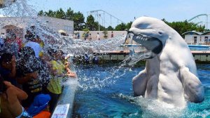 Темная Сторона Дельфинов, о Которой Вы не Знали