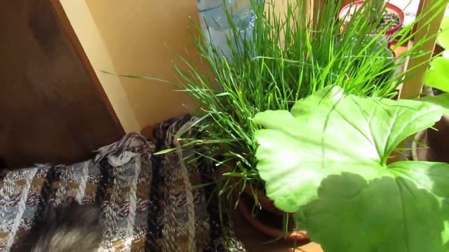 Кот Тихон в своем саду, и ест, и спит. Проводит среди цветов большую часть дня. смотреть онлайн