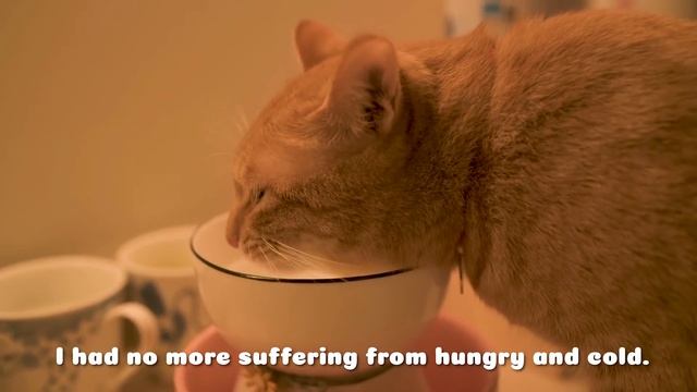 「パズにゃん/Kitten Match」Kittens‘ Stories with Us Outside the Game смотреть онлайн