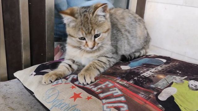 Воскресное утро/// как же называется эти цветы🌴 смотреть онлайн