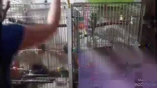 Как легко загнать попугая в клетку! Дрессировка попугаев. смотреть онлайн