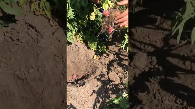 Картофель Торнадо смотреть онлайн