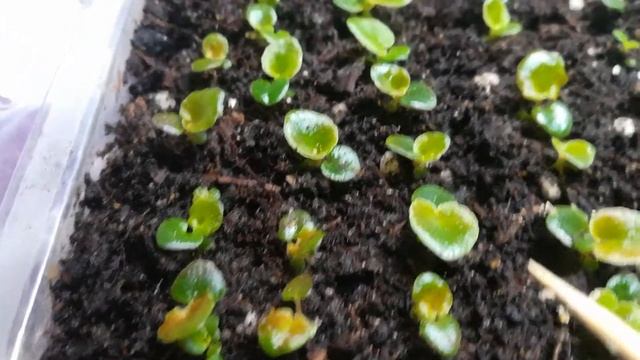 Бегония вечноцветущая выросла быстро во влажной среде после срочной пересадки. смотреть онлайн