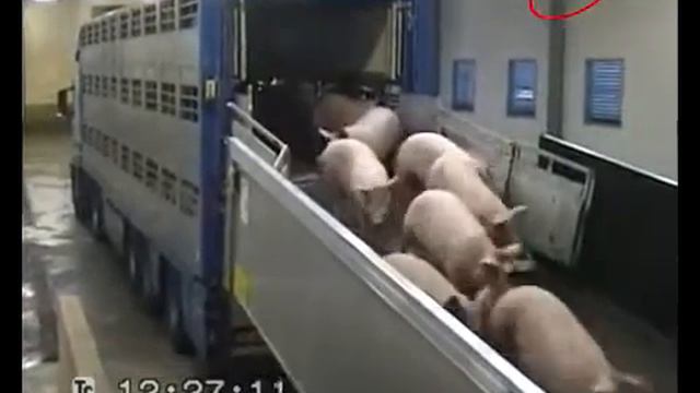 Berdex Livestock Рампа смотреть онлайн