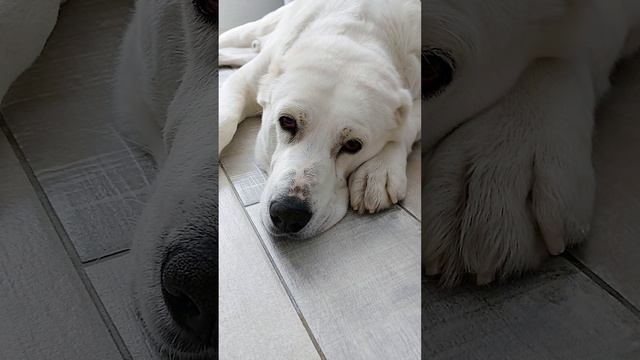 Наш мудрый пес! смотреть онлайн