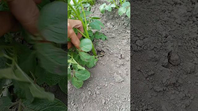 С утра ещё одно занятие посмотрим за 5 минут количество колорадских жуков. И так совпала 5 жуков. смотреть онлайн