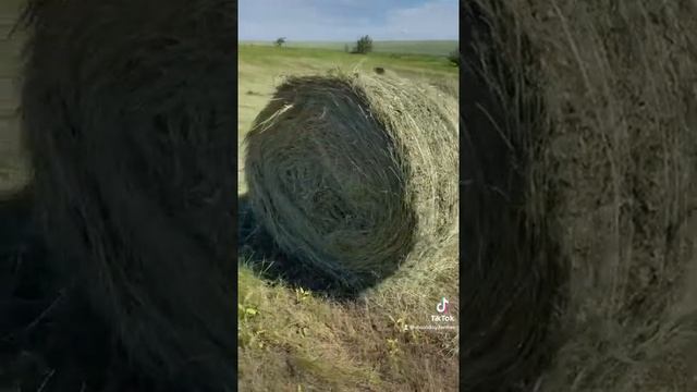 сенокос начало смотреть онлайн
