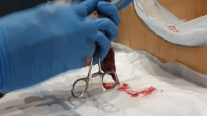 Родовой процесс кошки! Что подготовить, как перерезать пуповину! Все секреты! Роды кошки без цензур