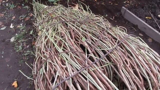 19 10 17г Укрываем гортензию крупнолистную смотреть онлайн