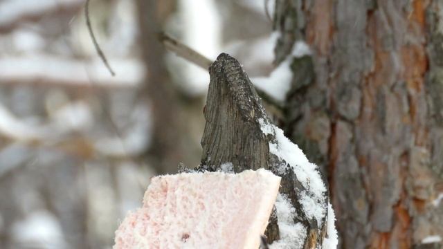 Московка и Большая синица зимой, Coal tit, Great tit смотреть онлайн