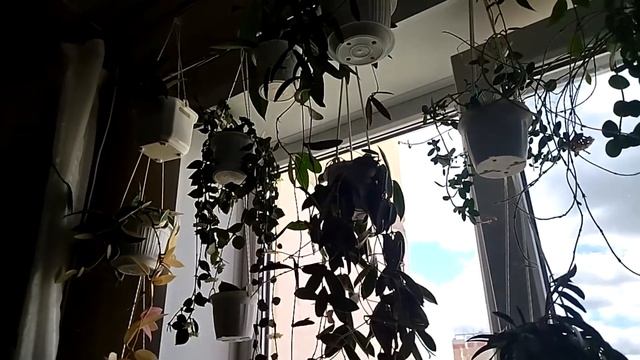 Запущенная цветочная квартира. Обзор цветочных комнат. смотреть онлайн