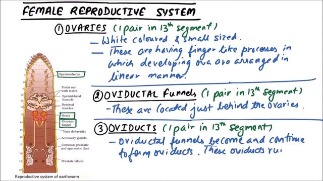 NEET - Earthworm 20 - Female Reproductive System смотреть онлайн