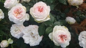 Очень красивые розы: "Стефания Баронин" и "Герцогиня Кристина"