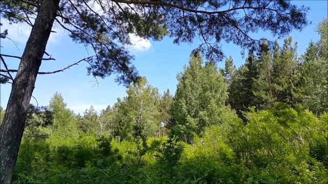 Река Громотуха и лес в ущелье 2015 июнь смотреть онлайн