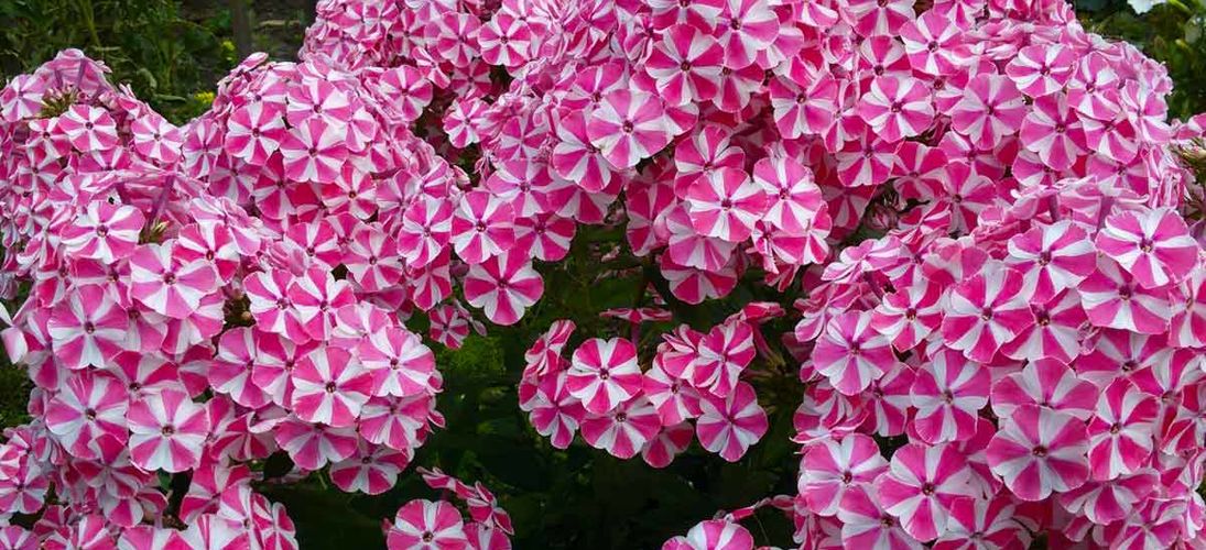 СКАЗОЧНЫЕ КЛЕМАТИСЫ И ФЛОКСЫ В ОБИ !!! смотреть онлайн