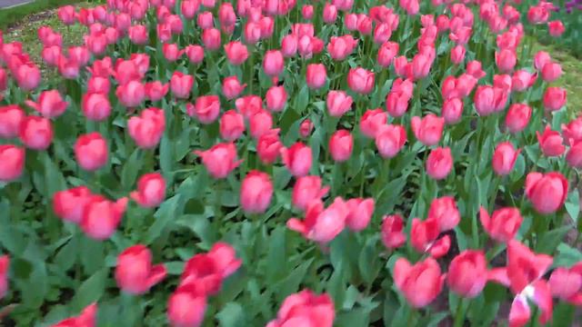 УЧИМ ЦВЕТА ВЕСЕННИЕ ЦВЕТЫ LEARNING COLORS SPRING FLOWERS