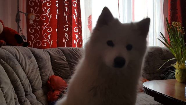 Самоед Сафи что то хочет но не известно что!