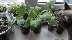 Баклажаны. Не совершайте 8 ошибок , при выращивании баклажан.