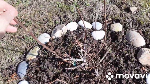 ❣️Обрезка гортензий жёсткая и гортензий первогодок.Рассказываю и показываю) смотреть онлайн