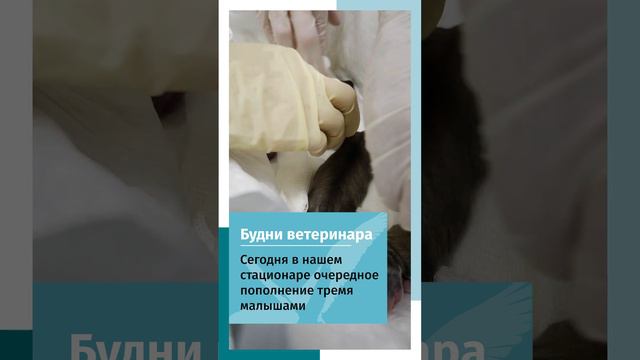 Рождение щенков смотреть онлайн