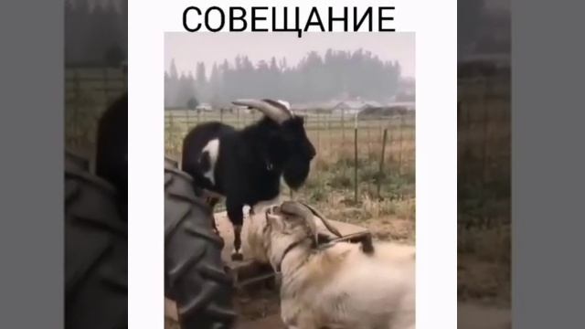 Совещание смотреть онлайн