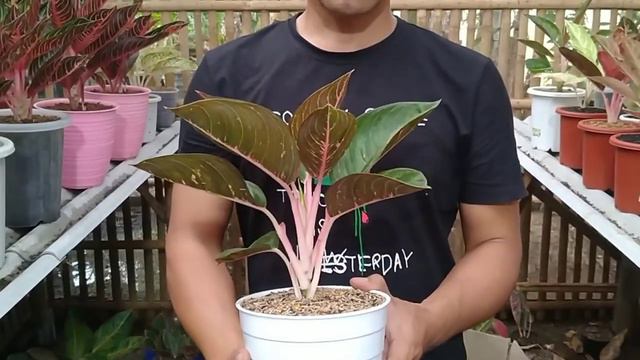 AGLONEMA RARE ITEM, POS INDUK JUMBO, DAN CARA MENANAM AGLONEMA смотреть онлайн