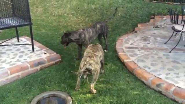 Padres Presa Canario смотреть онлайн