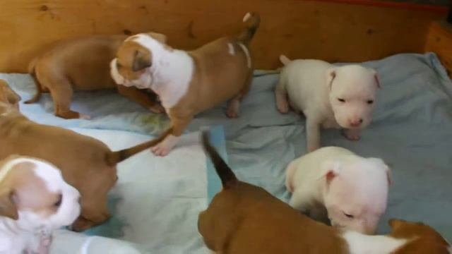 Калужский Талисман "Г"-шки,3 недели смотреть онлайн