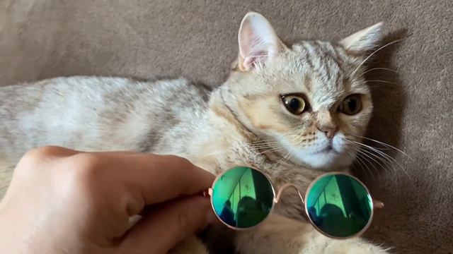 Очки для кота| Pet Cat Glasses смотреть онлайн