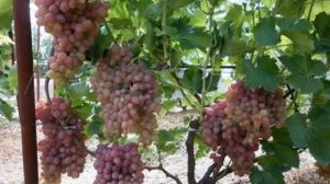 ВИНОГРАД СОФИЯ /ОПИСАНИЕ СОРТА/ХАРАКТЕРИСТИКА СОРТА ВИНОГРАДА  СОФИЯ