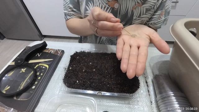 Посев томатов ? на рассаду ?томаты взойдут у всех ☝️ смотреть онлайн