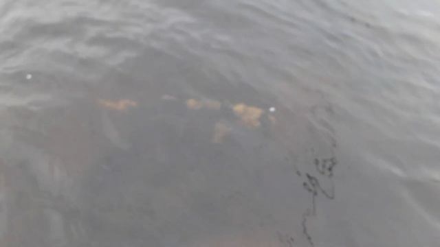 Призрак горбуши. Нерест окончен. Середина сентября. Варзуга 2021 г смотреть онлайн