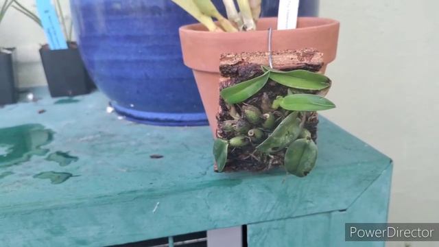 A New Bloom & New Orchid Plants. #orchids #blooms смотреть онлайн