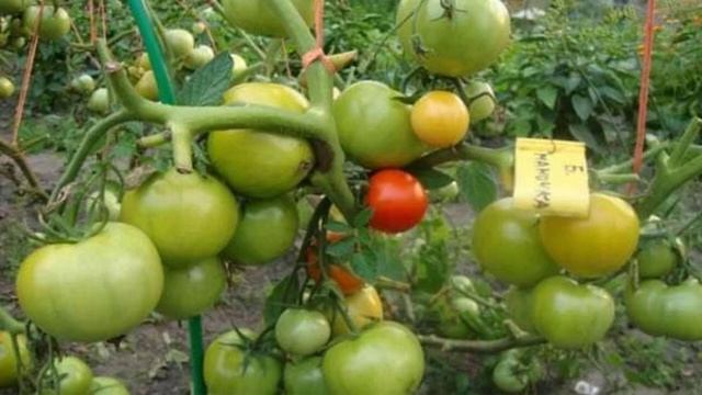 Томат сорта Большая мамочка смотреть онлайн