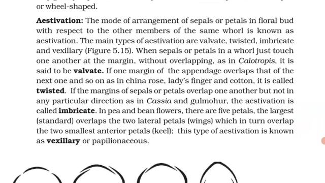 Morphology Of Flowering Plants Class 11 Ncert Reading Line By Line