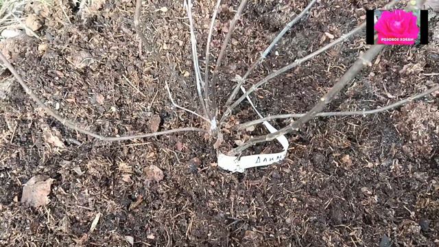 КАК ОБРЕЗАТЬ МОЛОДУЮ МЕТЕЛЬЧАТУЮ ГОРТЕНЗИЮ смотреть онлайн