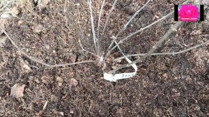 КАК ОБРЕЗАТЬ МОЛОДУЮ МЕТЕЛЬЧАТУЮ ГОРТЕНЗИЮ