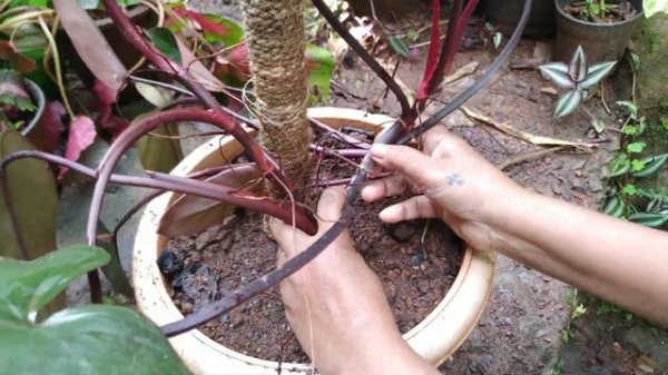 Philodendron black majesty and how l take its care