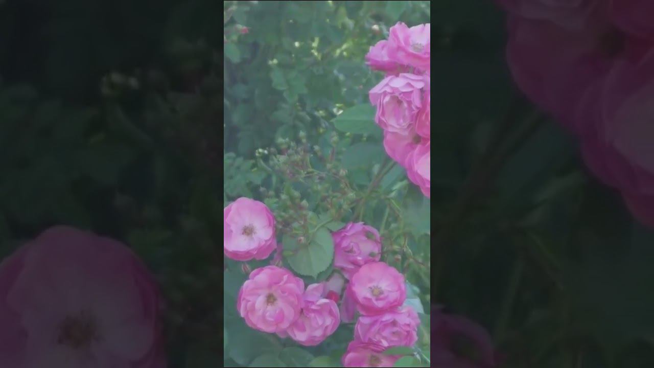 Роза шраб Ангела Angela смотреть онлайн