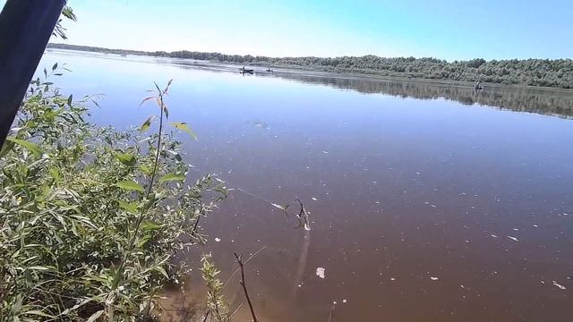 Рыбалка на донку РЕКА ОКА МУРОМ! Миша меня обловил и ПОЙМАЛ СВОЕГО ТРОФЕЯ! смотреть онлайн