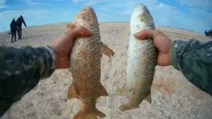 Ловим Пеленгаса Рыбалка в Крыму Рыбалка на Азовском море