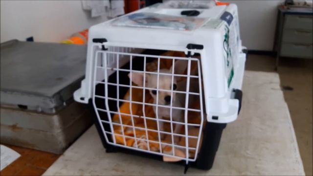 Envio de una pequeñita hembra blanca a la CDMX por Aeromexico - Febrero 2018 смотреть онлайн