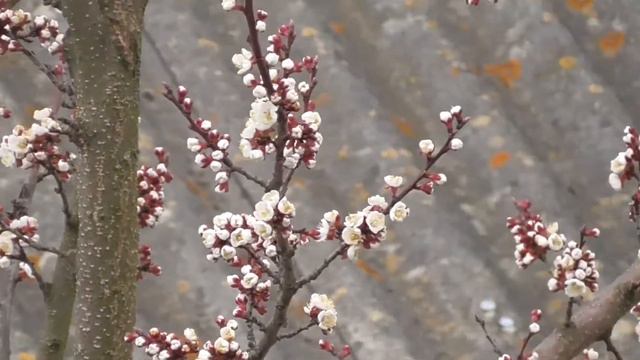 Получил первую пенсию и метель с цветущими деревьями смотреть онлайн