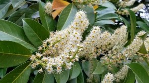 Лавровишня | Жизнь в Адлере