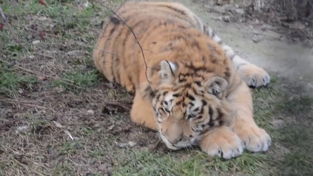 Наши РАЗГОВОРЧИВЫЕ ТИГРЫ ! смотреть онлайн